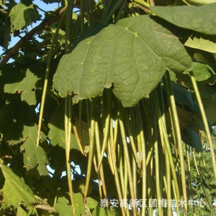 苗圃直销楸树苗 萌芽率高无虫害易管理楸树苗 价格合理