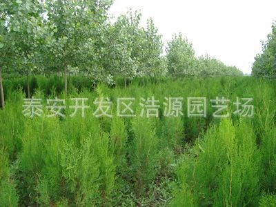 山东侧柏苗基地现货供应侧柏苗侧柏小苗价格优惠