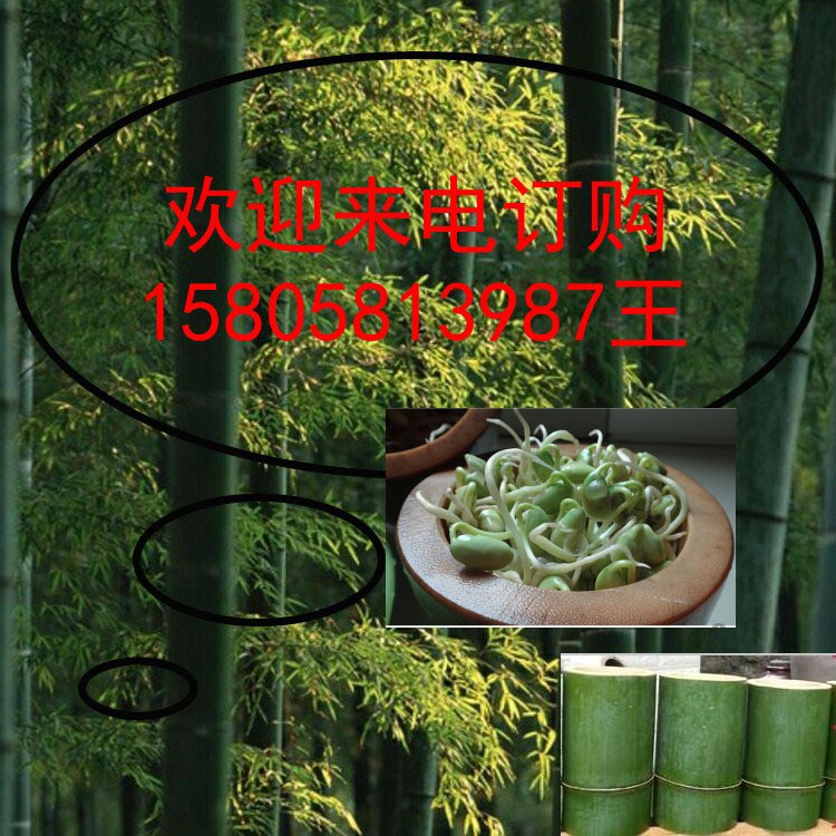 发豆芽竹筒 绿色果蔬机 竹子发芽机生豆芽机家用