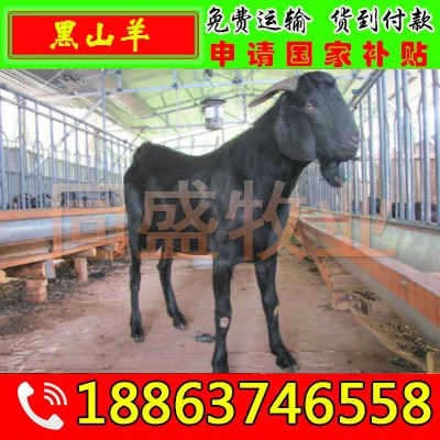 在线咨询养羊 黄冈黑山羊的利润与成本 羊苗价格