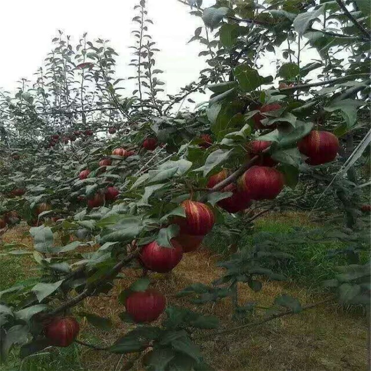 新品种红香酥梨树苗 早酥红梨树 秋月梨树苗 晚秋 黄金梨苗