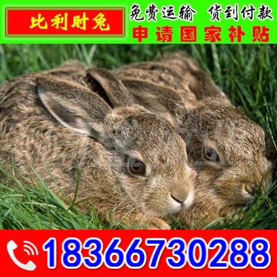 种兔养殖场出售种獭兔 新西兰 公羊兔 种兔 兔苗价格