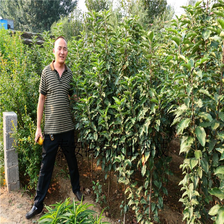 柱状苹果苗  山东嫁接柱状苹果苗价格 柱状苹果树苗批发