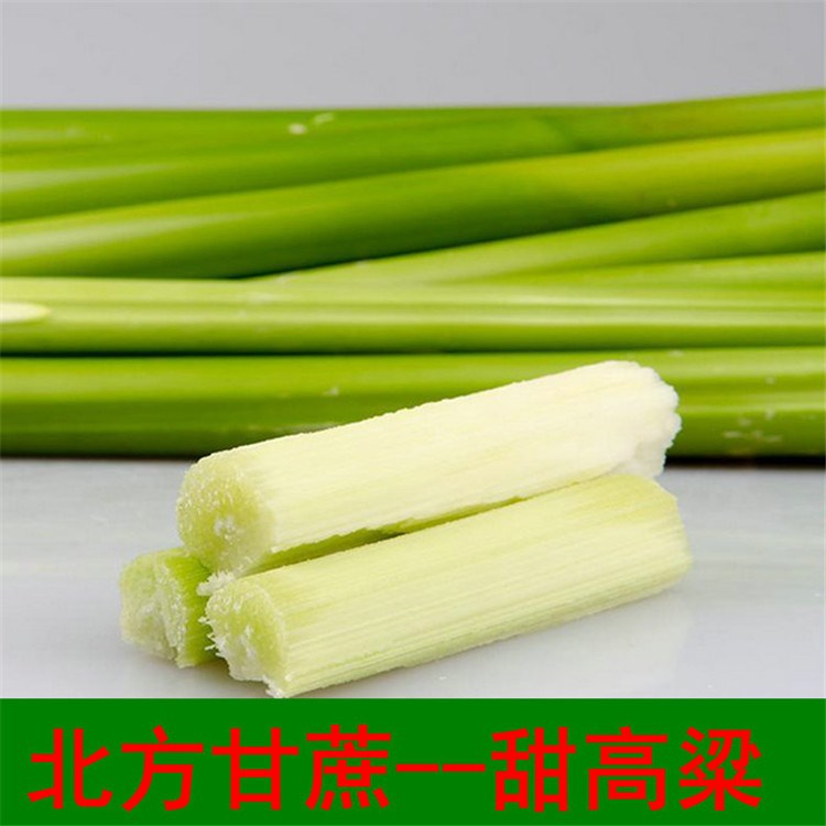 北方甘蔗种子甜杆甜高粱芦栗甜秫秸糖高粱种子脆甜多汁家庭大田用
