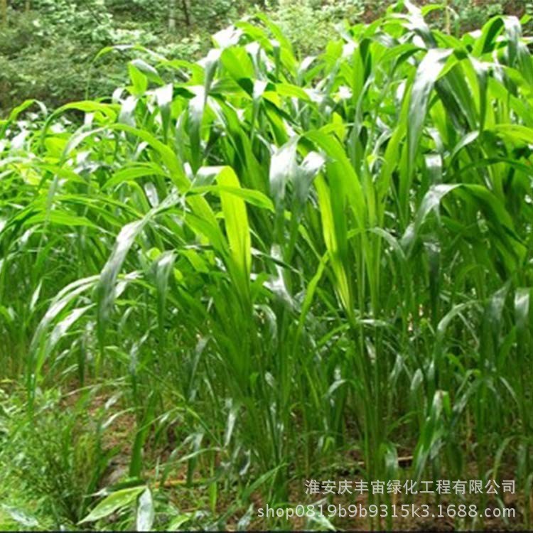 批发苏丹草种子 牧草种子野高粱苏丹草种子牲口养殖饲草