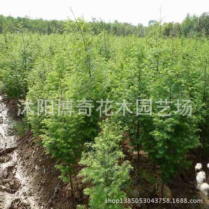 包邮 批发水杉盆景用水杉树苗水杉苗价格优惠实地看货绿化苗