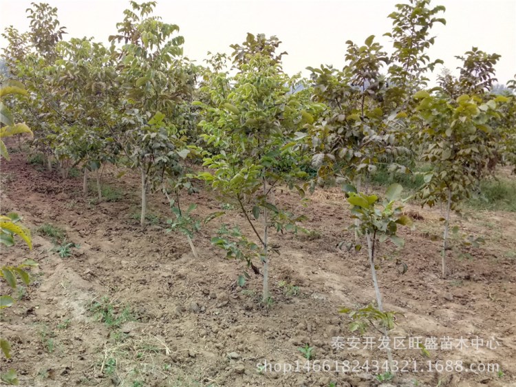 四川早实矮化核桃苗 香伶核桃苗 早熟薄壳核桃苗精致