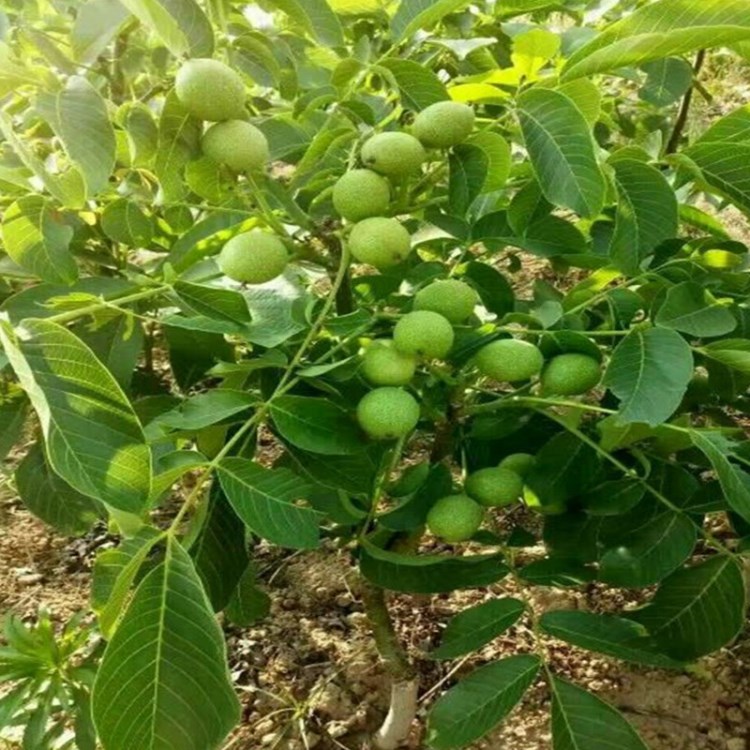 嫁接核桃苗 品种 香玲核桃苗 基地直销8518核桃苗