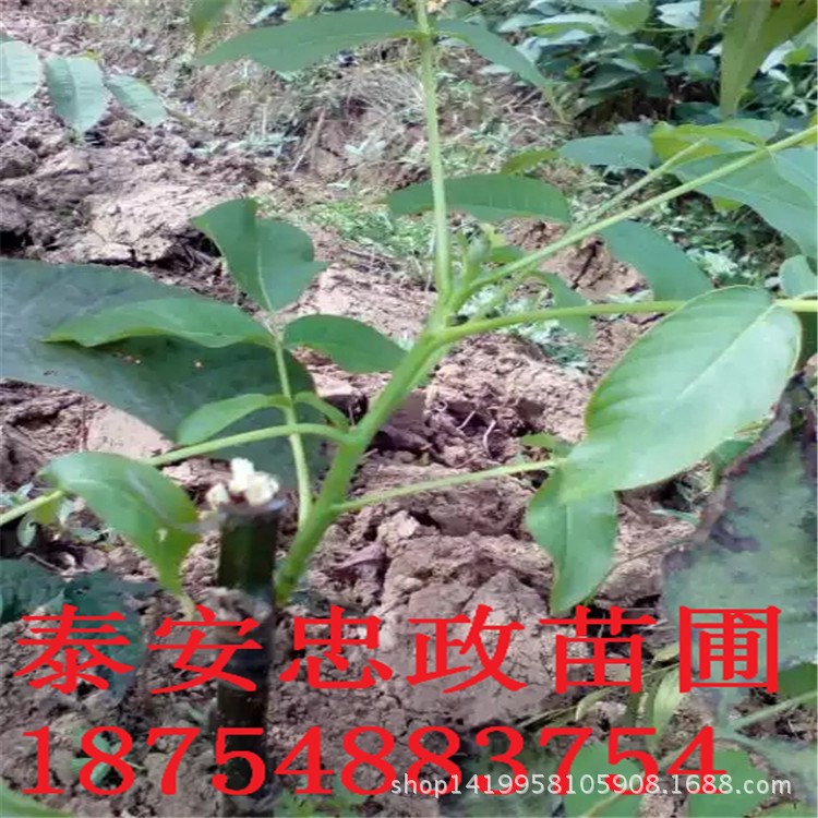 嫁接核桃苗 核桃苗基地 批发薄皮的香玲核桃苗