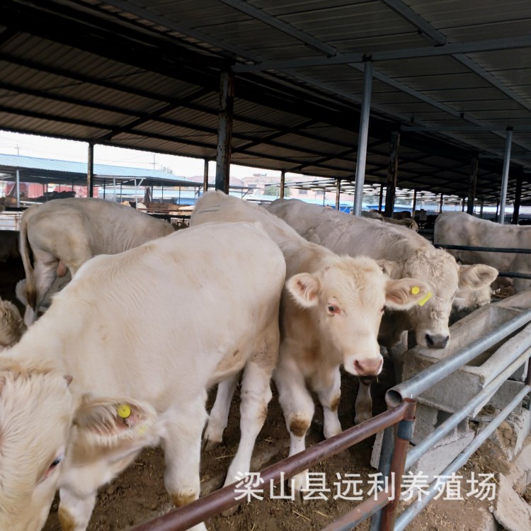 出售夏洛莱肉牛_ 肉牛价格 架子牛价格 肉牛养殖场