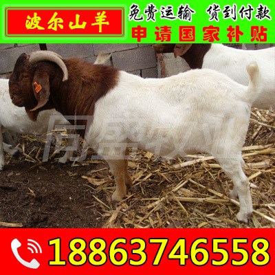养羊场 肉羊品种 小尾寒羊 波尔山羊 杜泊绵羊