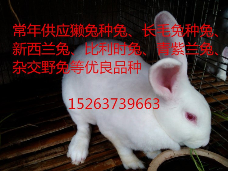 獭兔养殖技术包教包会 常年出售种兔 回收肉兔