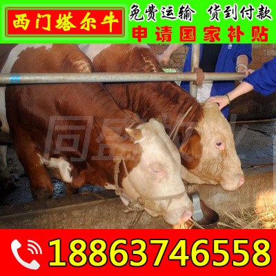 架子母牛价格，母牛价格，小肉牛价格 贵州肉牛养殖场