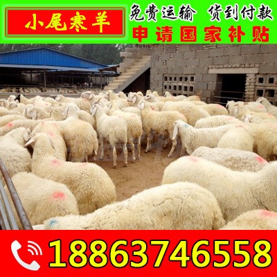 种黑头杜泊绵羊繁育基地出售杜泊绵羊 杜泊羊羔羊