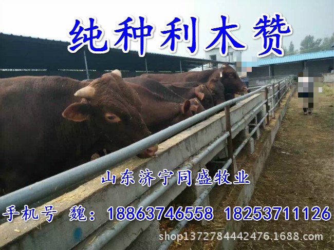 夏洛莱牛 肉牛种牛 小黄牛 小花牛繁育场价格低