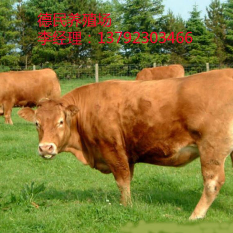 山东济宁黄垓家畜养殖基地供应鲁西小黄牛牛犊