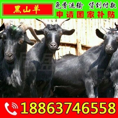黑山羊价格 活体 养殖技术 黑山羊活羊 肉羊 羊苗价格