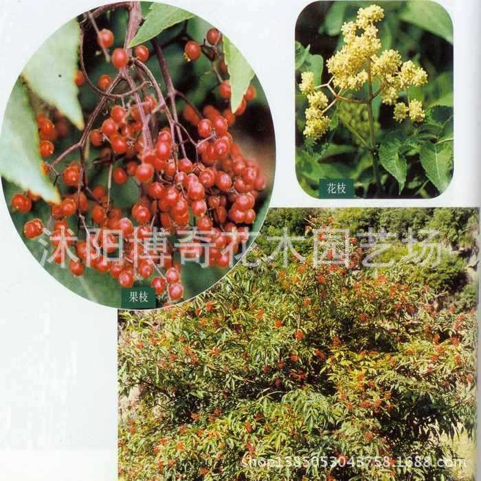 供应接骨木种子|批发接骨木种子|基地直销接骨木种子 发芽率高