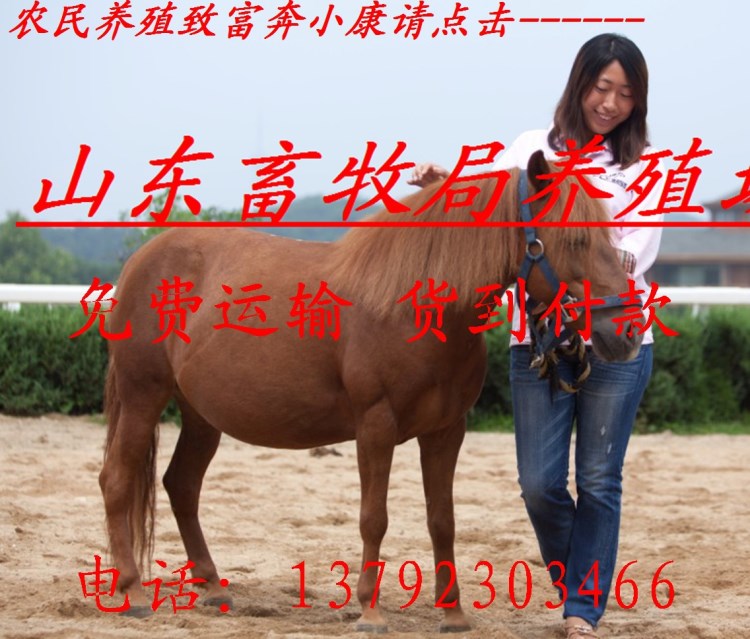养马场大量供应迷你矮马 半血马 伊犁马 矮马提供马驹绿色技术