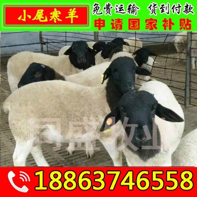 种小尾寒羊种羊公羊养殖场 小尾寒羊价格