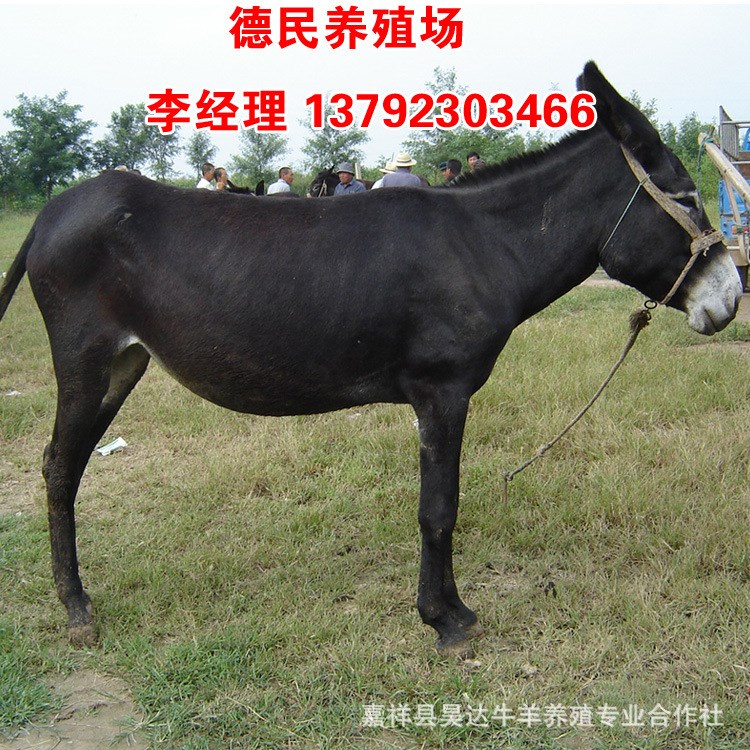 改良育肥肉驴 德州驴肉驴 母驴价格 大型肉驴养殖场