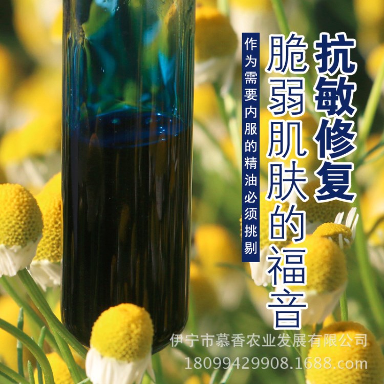 新疆伊犁德国洋甘菊精油 小甘菊蓝甘菊 单方精油 产地厂家批发