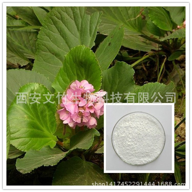 岩白菜素 厚叶岩白菜提取 虎耳草素477-90-7
