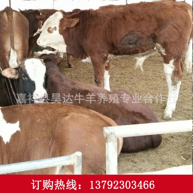 安徽省淮北市肉牛犊 购买鲁西黄牛请到小牛犊养殖场