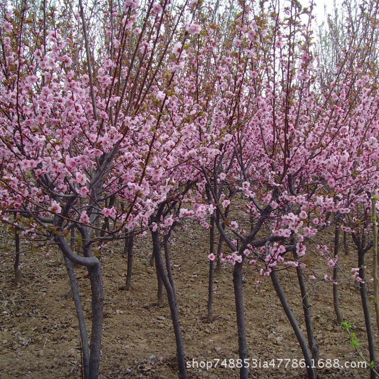 批发供应工程绿化苗木庭院园林绿植花卉美人梅规格全量大从优