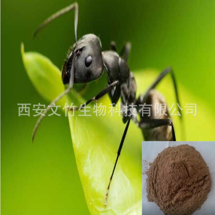 黑蚂蚁粉 拟黑多刺蚁粉 黑蚂蚁提取物30:1
