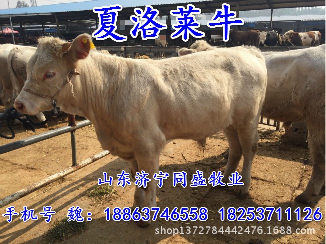 鲁西小黄牛价格 菏泽鲁西黄牛价格 济宁鲁西黄牛供种基地
