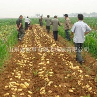 拖拉机带土豆收获机 地瓜收获机 不破皮土豆收获机 率