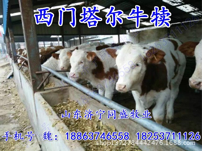 养优良品种鲁西黄牛 小黄牛 小肉牛犊 鲁西黄牛