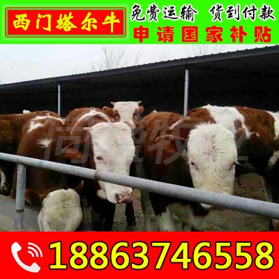 优良利木赞牛 育肥肉牛犊 架子牛 繁殖母牛 利木赞牛价格