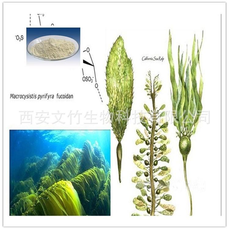岩藻多糖95% 褐藻糖胶 9072-19-9 海带提取物 文竹生物