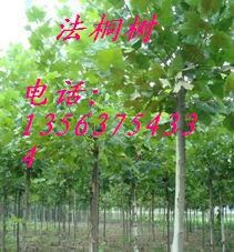山东鲁西南园林绿化苗木供应基地不接球法桐
