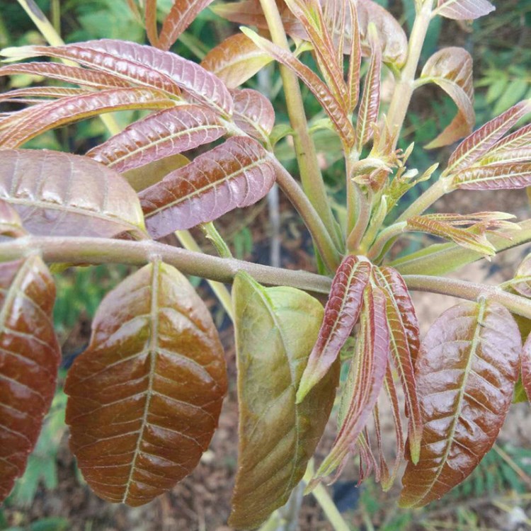 供应量红油香椿苗 确保度现挖现卖成活率高红油香椿苗