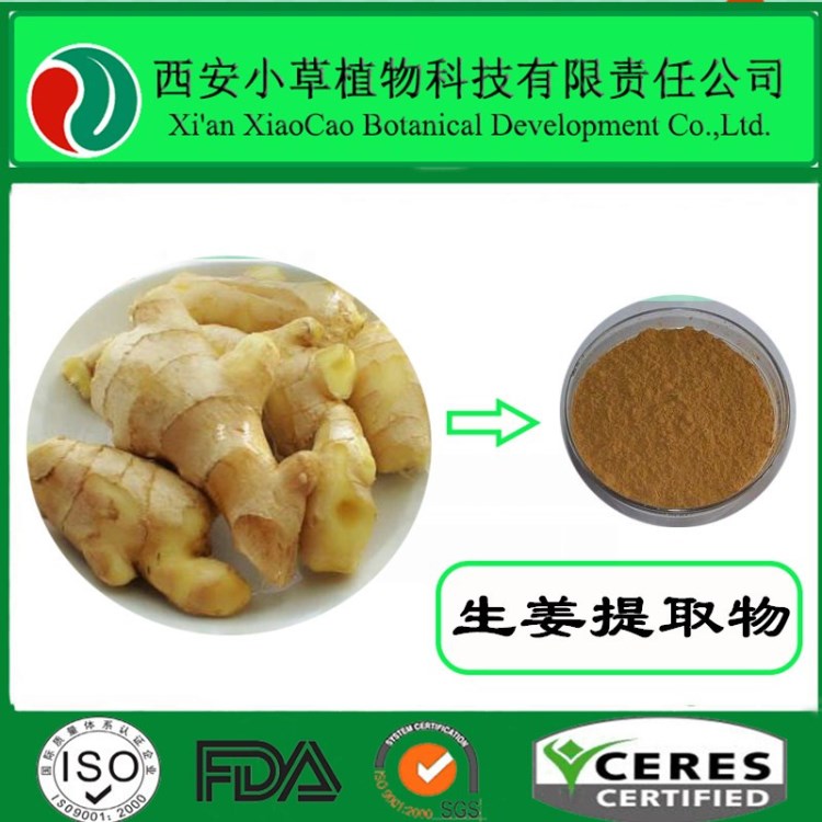 厂家现货供应生姜提取物  生姜粉 姜辣素 5% 10%