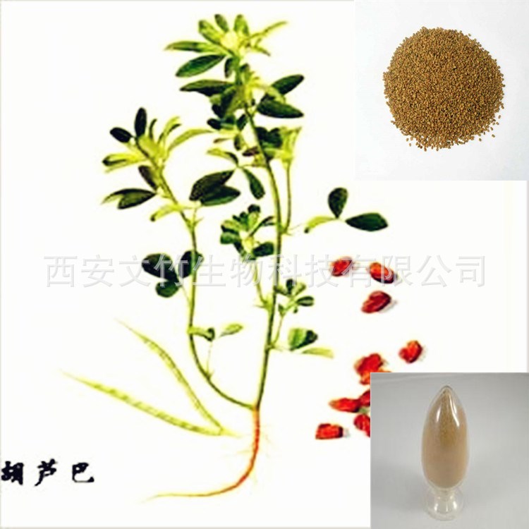 直销葫芦巴提取物10:1 香豆子/香草提取物 文竹生物
