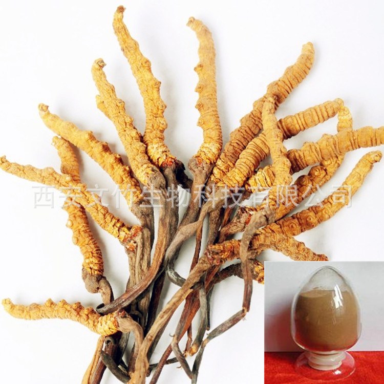 虫草多糖50% 水溶性虫草粉 冬虫夏草提取物