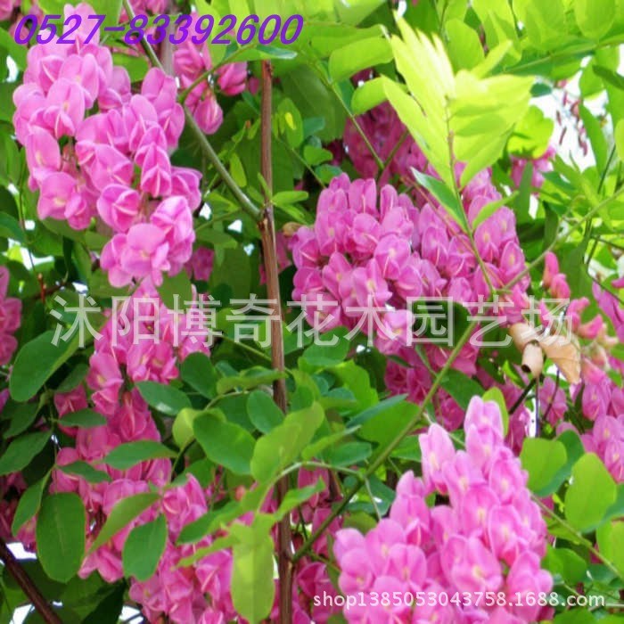 红花槐树苗 红花刺槐苗 红槐苗 庭院观花植物 可盆栽 包成活