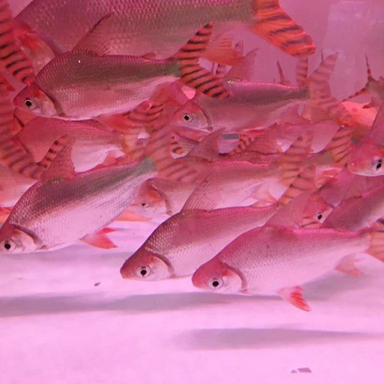 奇溢自然 大型鱼缸水族箱淡水热带鱼观赏鱼风水鱼飞凤鱼活体批发