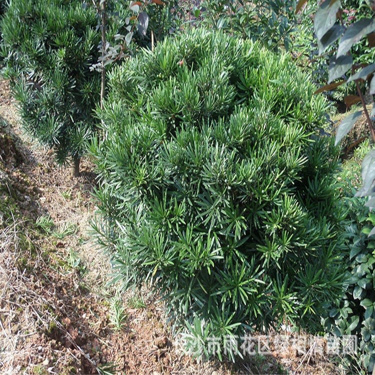 供应罗汉松球 湖南苗圃直销 量大有优惠 精品湖南罗汉松球