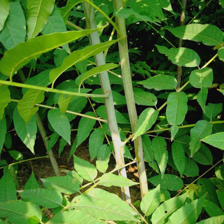 山东香椿苗基地 红香椿苗 红油香椿苗 香椿苗价格 香椿树苗