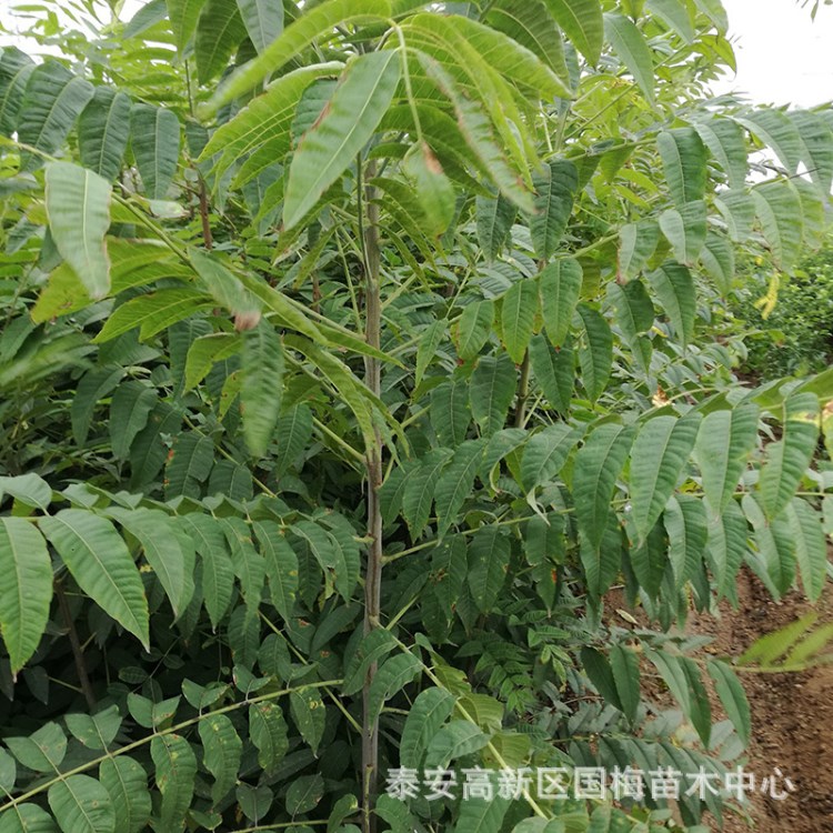 大量供应大棚香椿苗 无虫害易管理香椿树苗 成活率高 价格合理