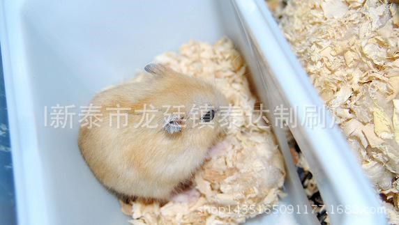 宠物垫窝料 杨木刨花 锯末 仓鼠窝料 宠物垫窝专用 2.5KG 4.5KG