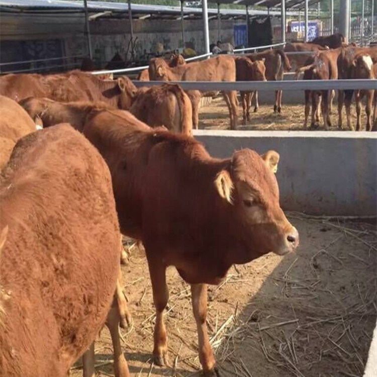 品种牛养殖基地出售肉牛品系【鲁西黄牛利木赞牛 夏洛莱牛】