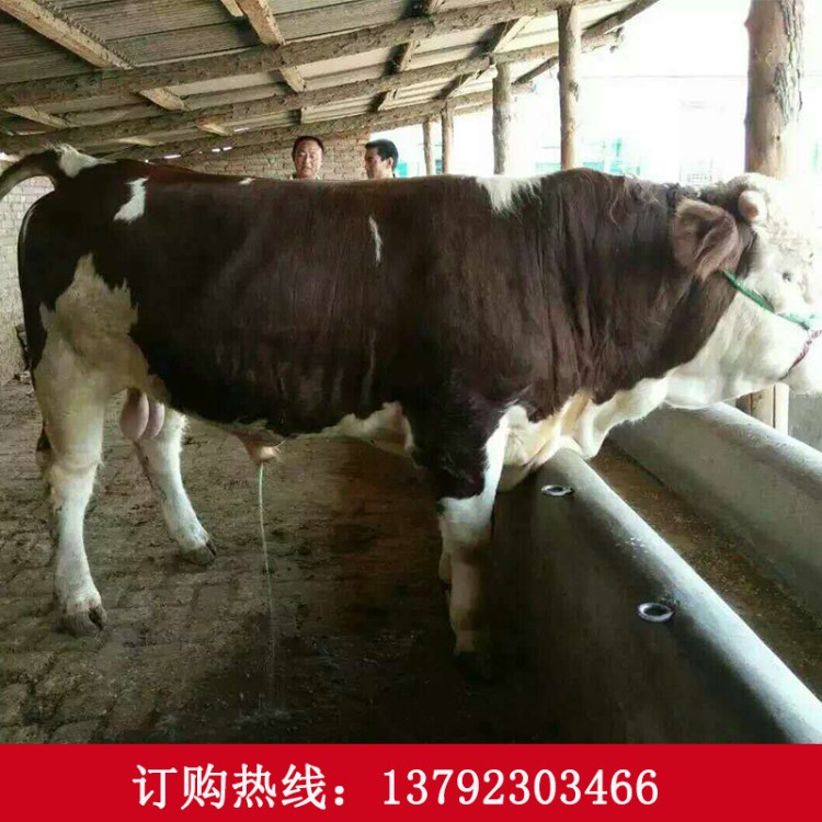 山东肉牛饲养技术 今日肉牛犊价格 西门塔尔牛养殖基地