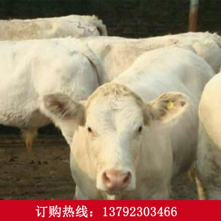 山东夏洛莱牛养殖场批发夏洛莱肉牛 夏洛莱牛牛犊子价格