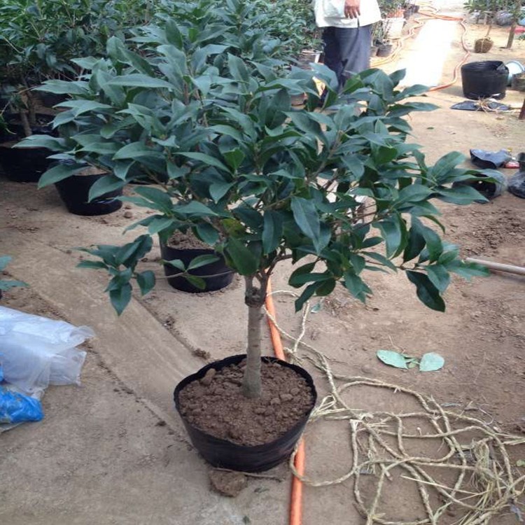 桂花树苗八月四季桂丹桂金桂沉香桂盆栽花苗红花桂花卉植物嫁接